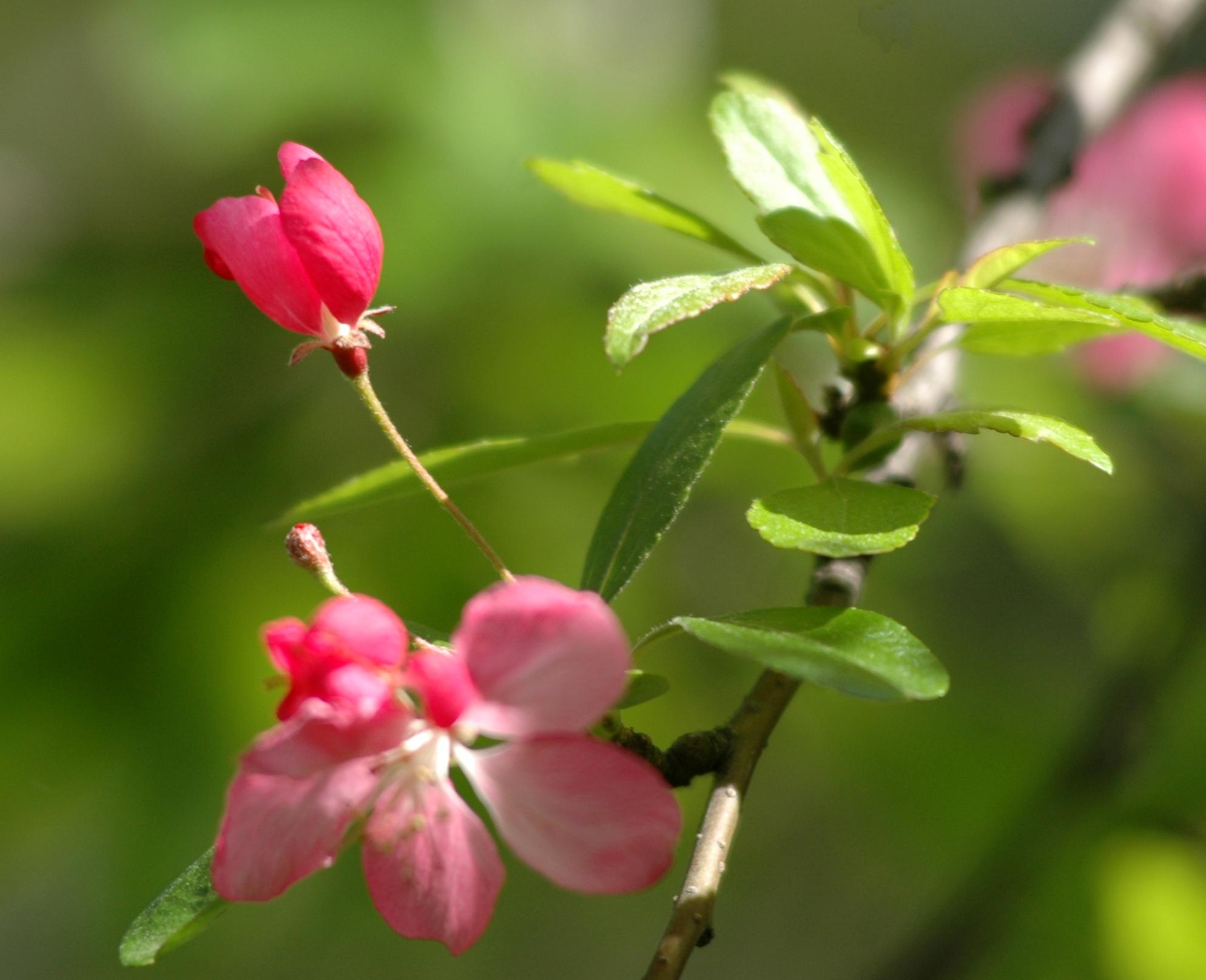 red buds plus